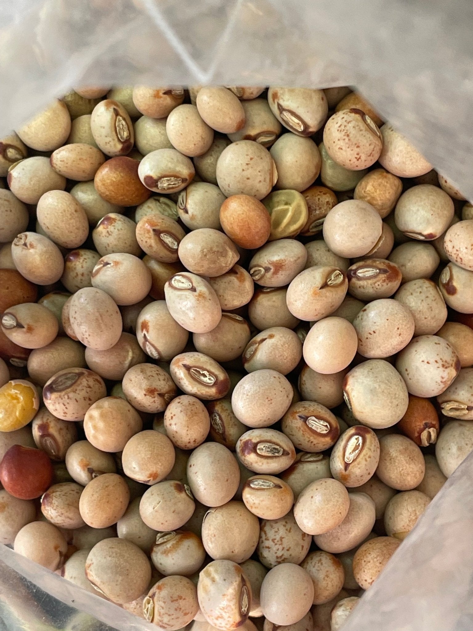 Ripkitty Premium Pigeon Peas (Gungo) Cajanus Cajan - Ms.Rubies Beauty Shop