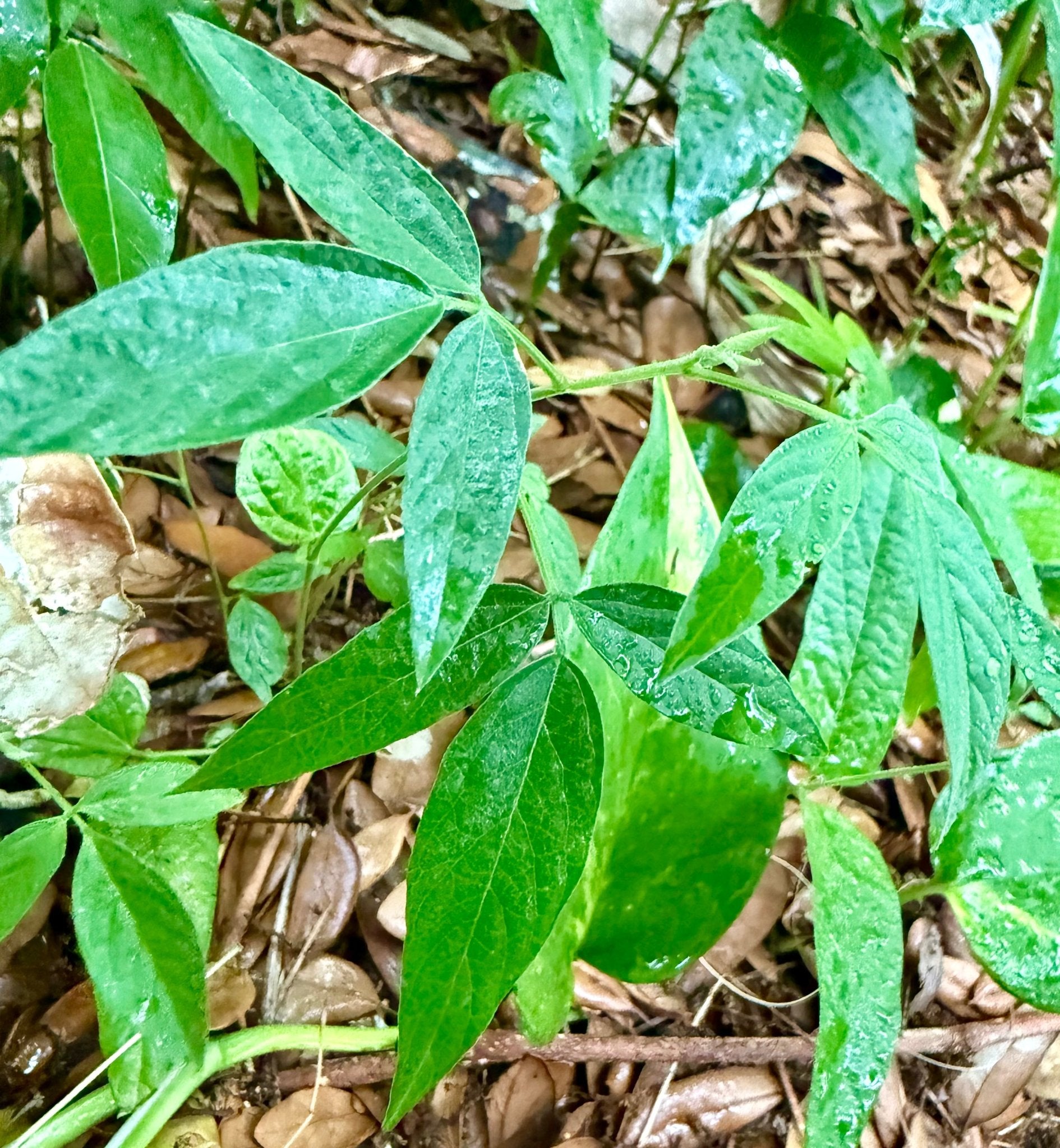 Ripkitty Premium Pigeon Peas (Gungo) Cajanus Cajan - Ms.Rubies Beauty Shop