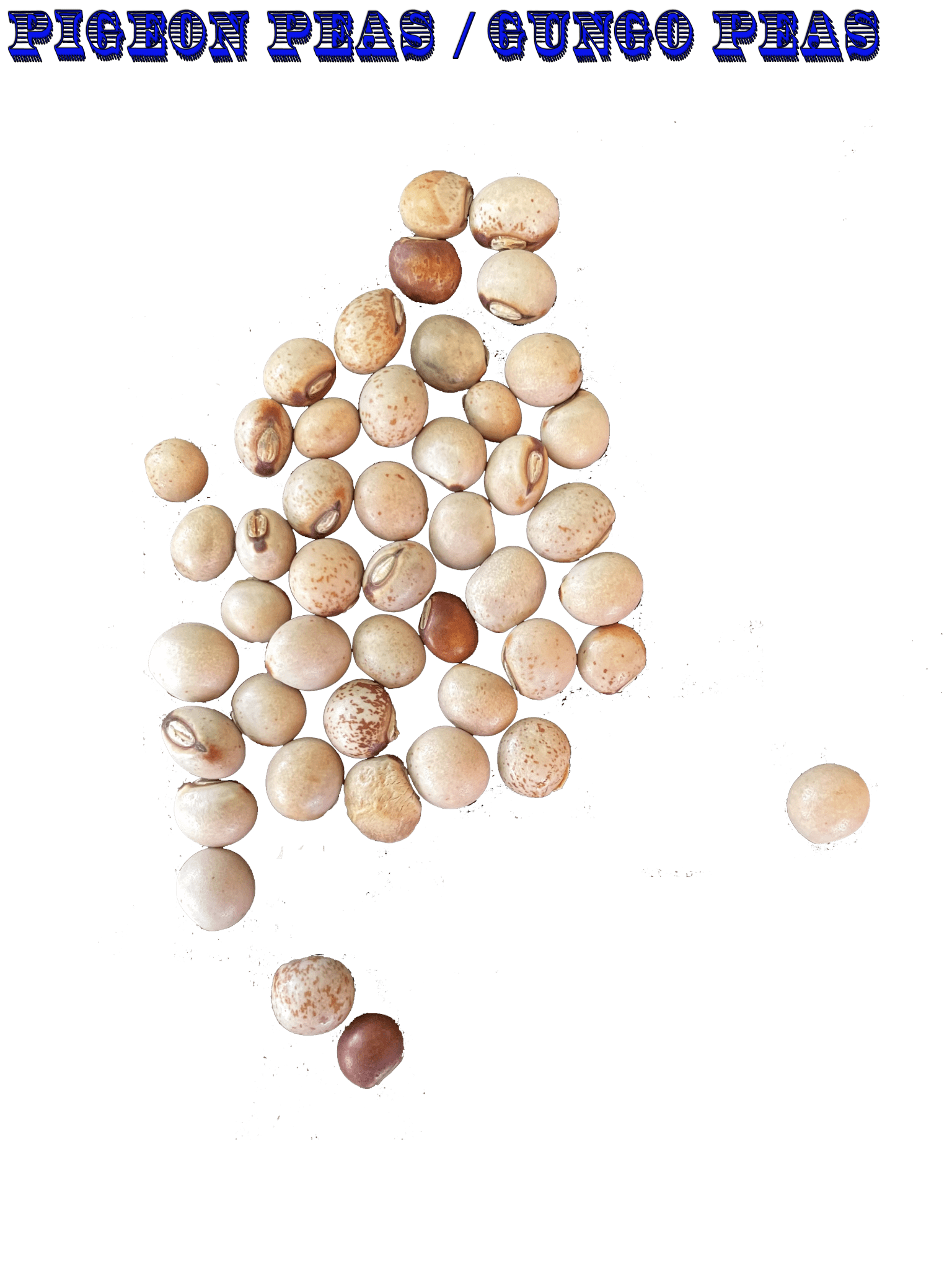 Ripkitty Premium Pigeon Peas (Gungo) Cajanus Cajan - Ms.Rubies Beauty Shop